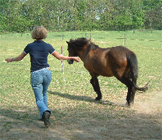 paardencoaching
